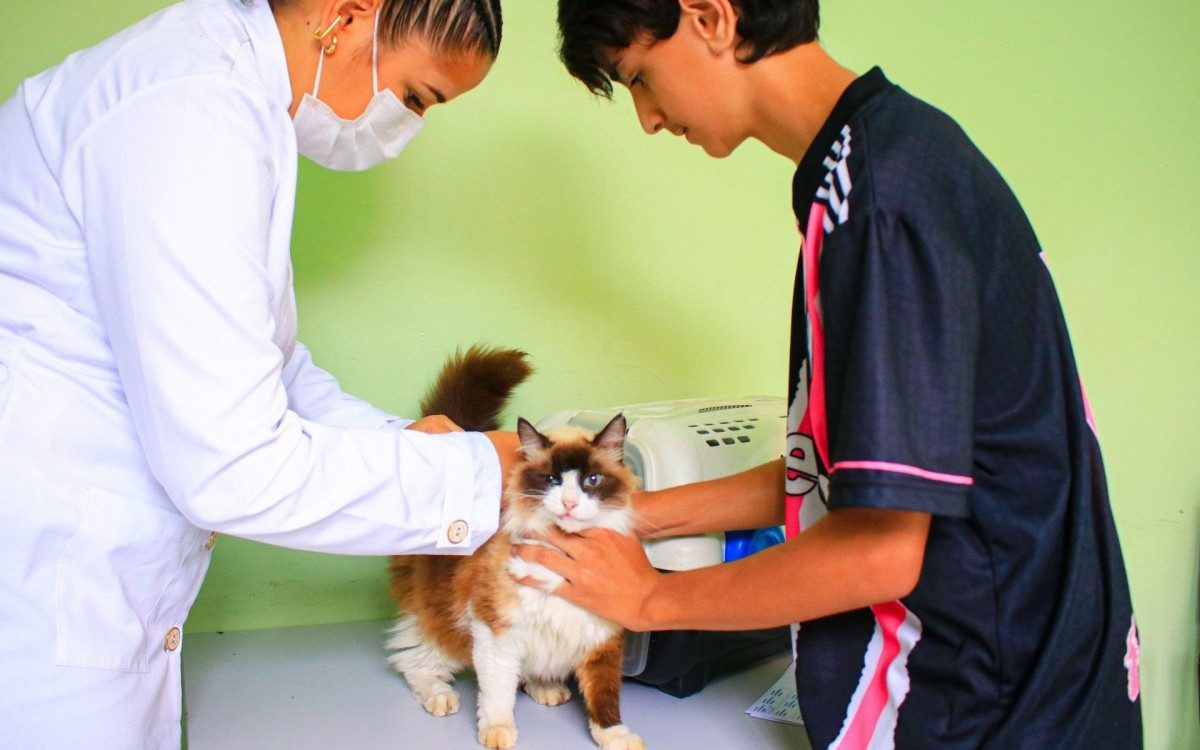 Muitos nilopolitanos levaram seus gatos para a vacina&ccedil;&atilde;o antirr&aacute;bica
