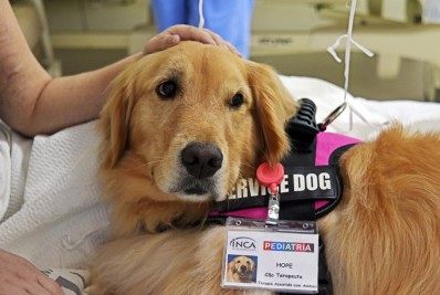 Hope, a cadelinha do Inca, vai retomar as atividades com a pediatria