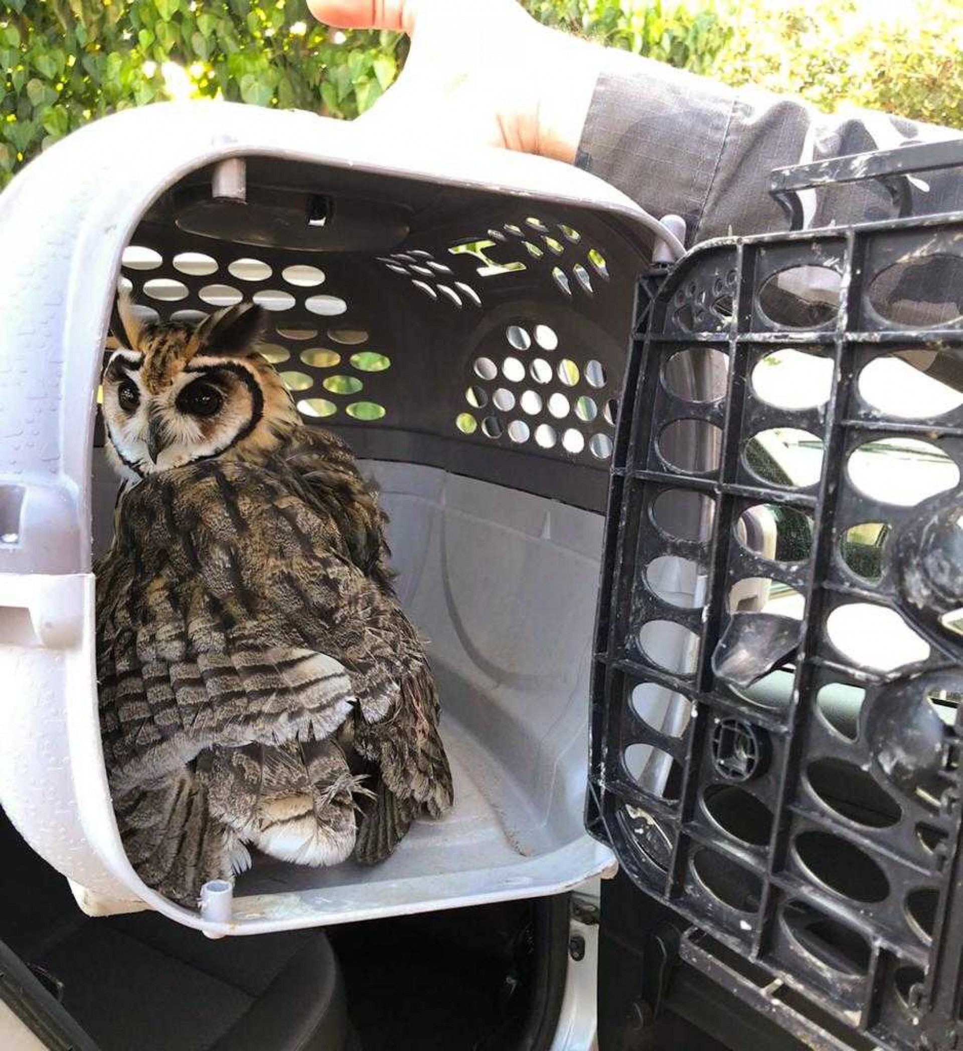 Ave estava em quintal de resid&ecirc;ncia no bairro S&atilde;o Jo&atilde;o