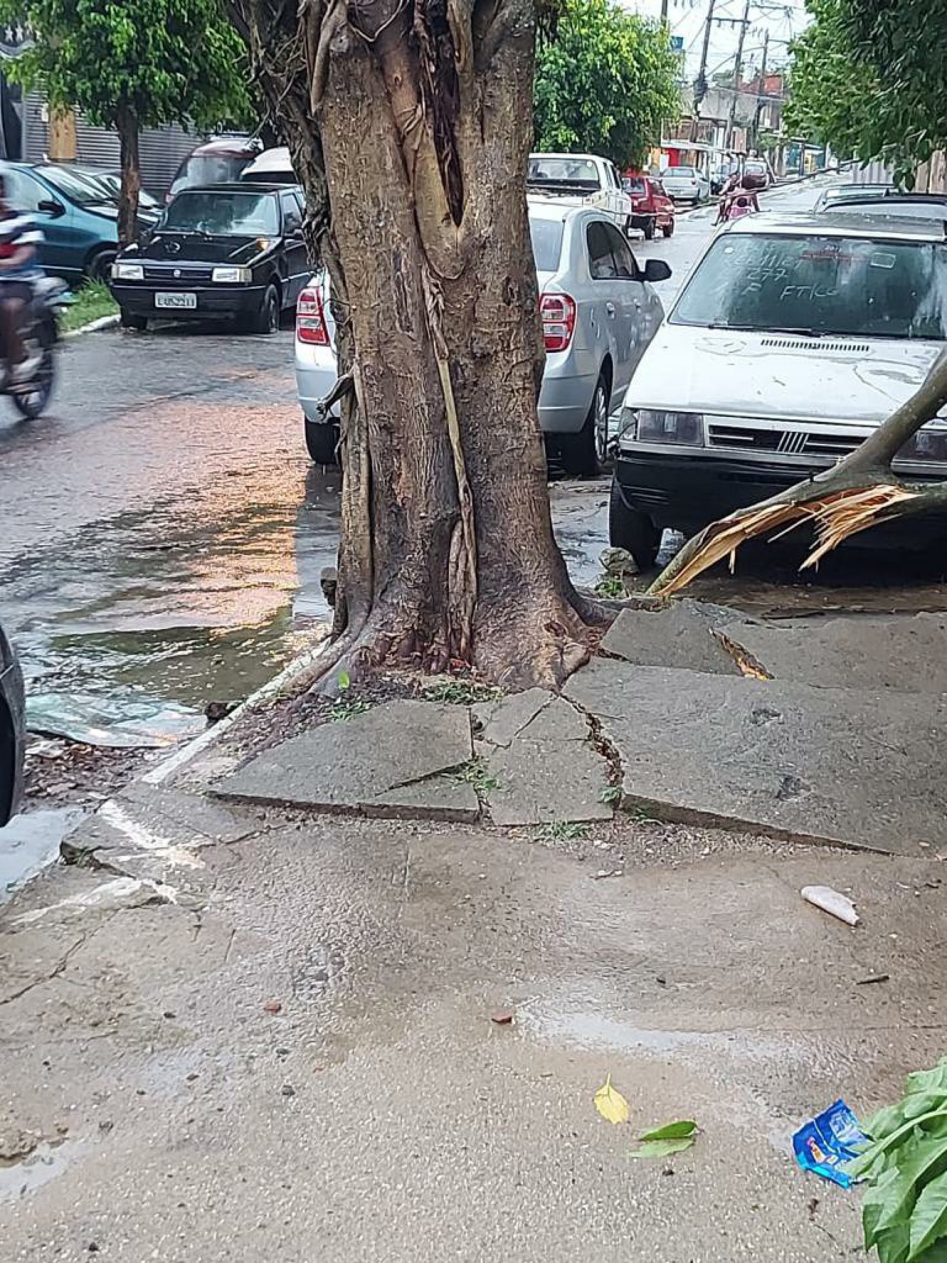 Árvore com risco de queda na rua Coronel Azevedo Junior, na Chatuba - Arquivo Pessoal