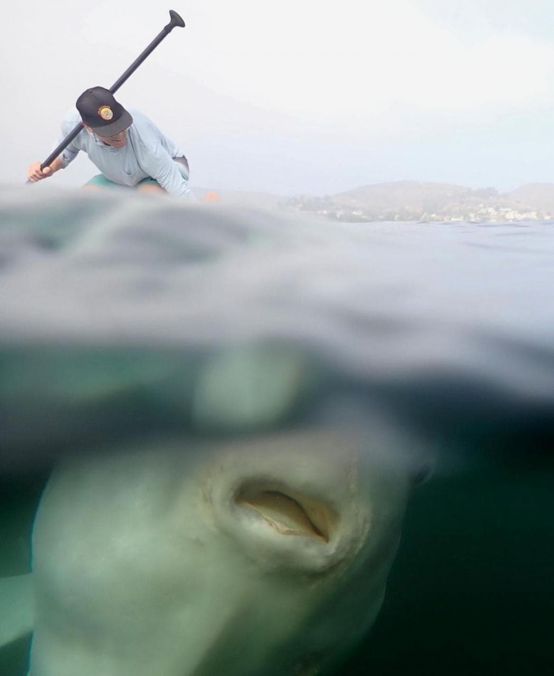 Homem fica frente a frente com peixe-lua gigante durante stand up paddle - Reprodução Instagram 