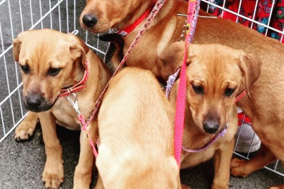 Neste sábado acontece a 3ª campanha de adoção na Estação Livre em Nova Friburgo