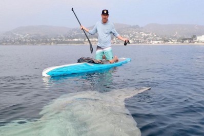 Homem fica frente a frente com peixe-lua gigante durante stand up paddle