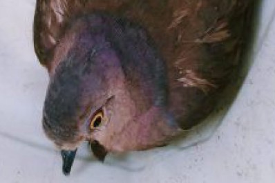 Em Mesquita, moradores encontram pomba e dois filhotes de gambás feridos no Centro