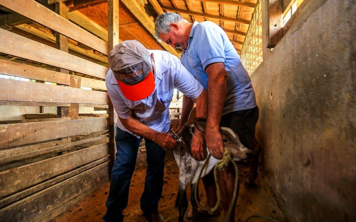 Eneas Brasil (D) vacina seu rebanho todos os anos e destacou o apoio que os criadores recebem da Prefeitura