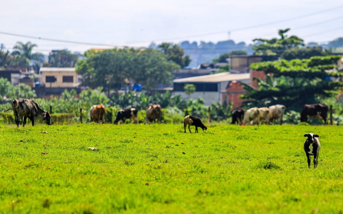 Na primeira etapa foram vacinados 238 animais. Na segunda, at&eacute; agora, 80