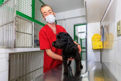 Teresópolis lança programa gratuito para castração de cães e gatos