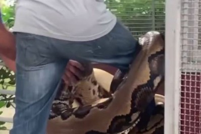 Vídeo: biólogo é 'atacado' por cobras gigantes em Niterói e viraliza