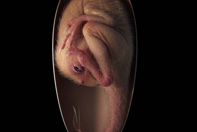 Cientistas descobrem 'bebê dinossauro' em ovo de 66 milhões de anos