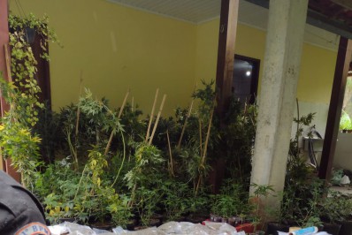 Plantação de maconha é encontrada em sítio na Estrada Mury-Lumiar, em Nova Friburgo
