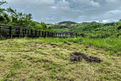 Jiboia é reconduzida à natureza após aparecer em residência no Jardim Imperial