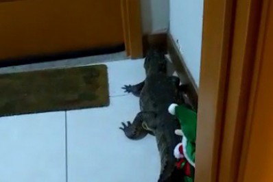Susto! Morador encontra jacaré na porta de apartamento no Recreio