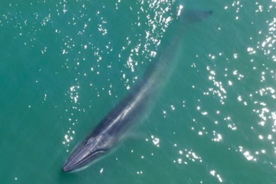 Baleia de-Bryde é encontrada em Saquarema