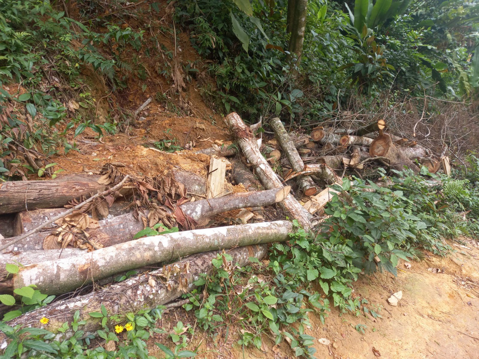 PM recebeu denúncia sobre crimes ambientais e a construção ilegal de um estacionamento clandestino na Reserva Natural Bicho Preguiça - Reprodução Twitter