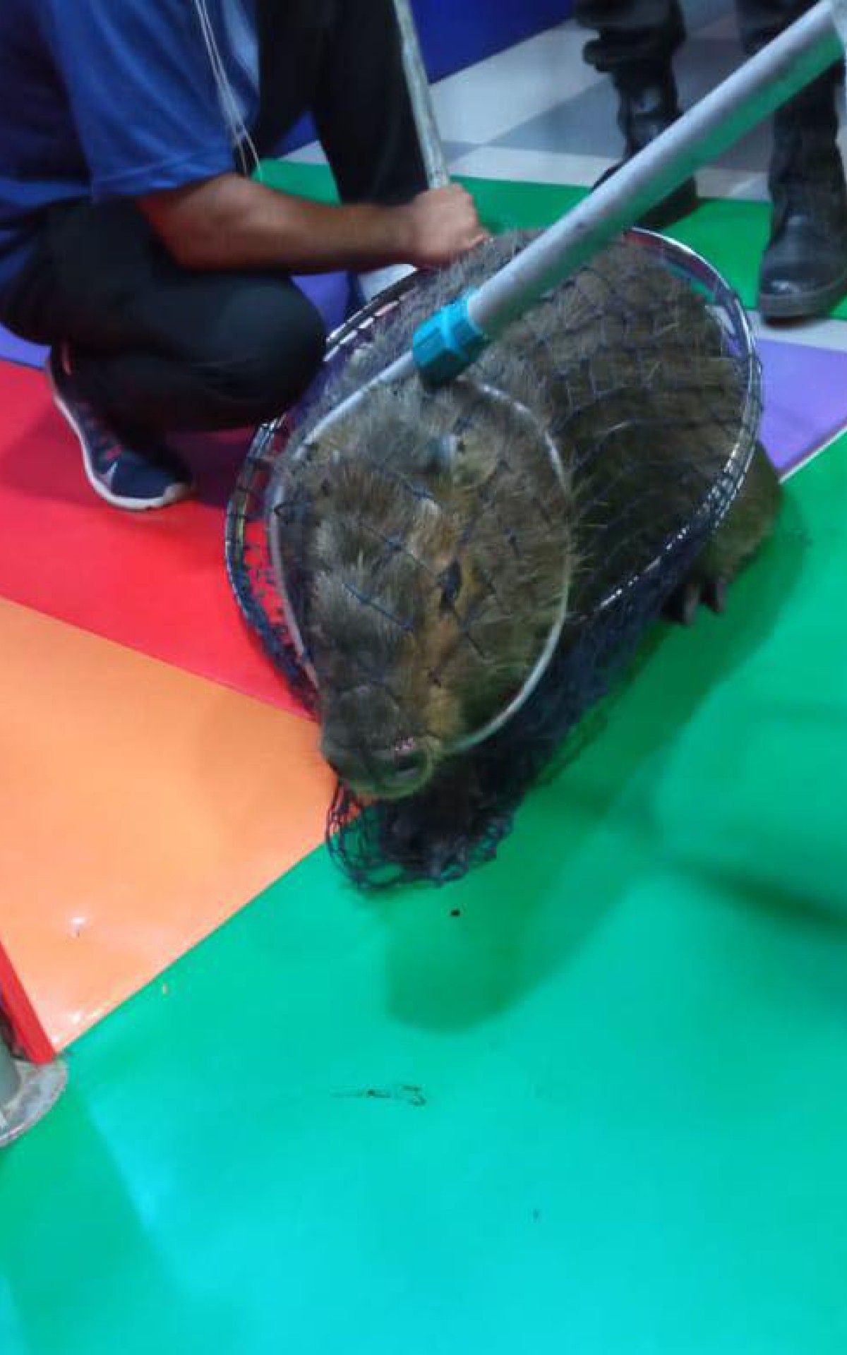 Capivara &eacute; resgatada dentro do Bob&rsquo;s em Saquarema