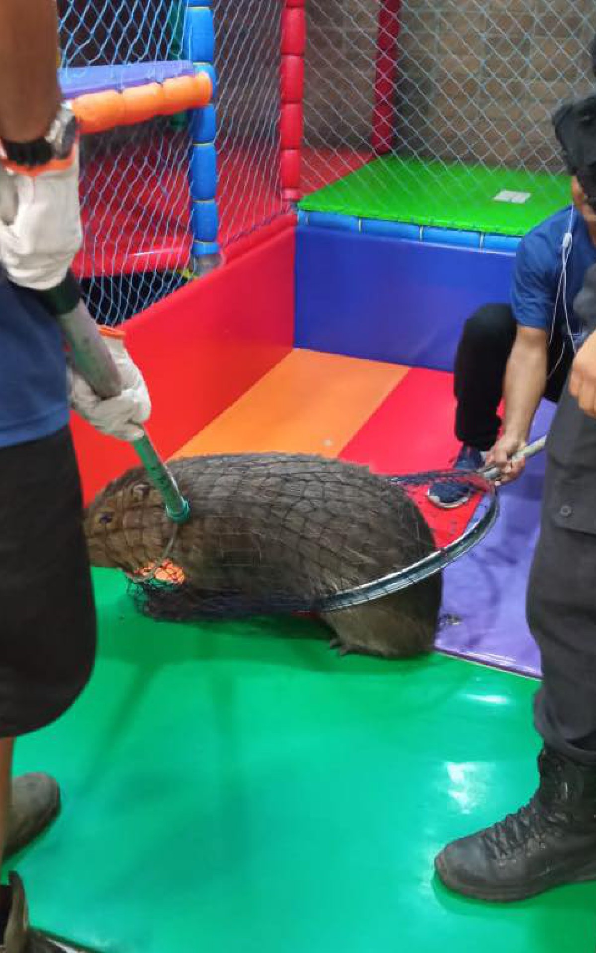 Clientes que estavam no local se assustaram com o tamanho do animal