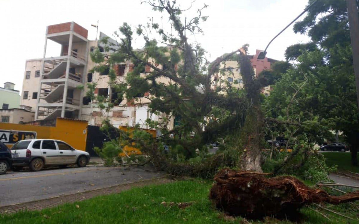 Árvore de cinco metros foi arrancada pela raiz - Divulgação