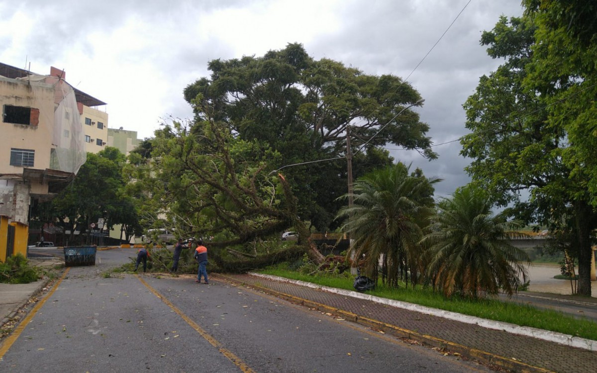  Apesar do susto, &aacute;rvore n&atilde;o atingiu nenhum pedestre ou ve&iacute;culo.