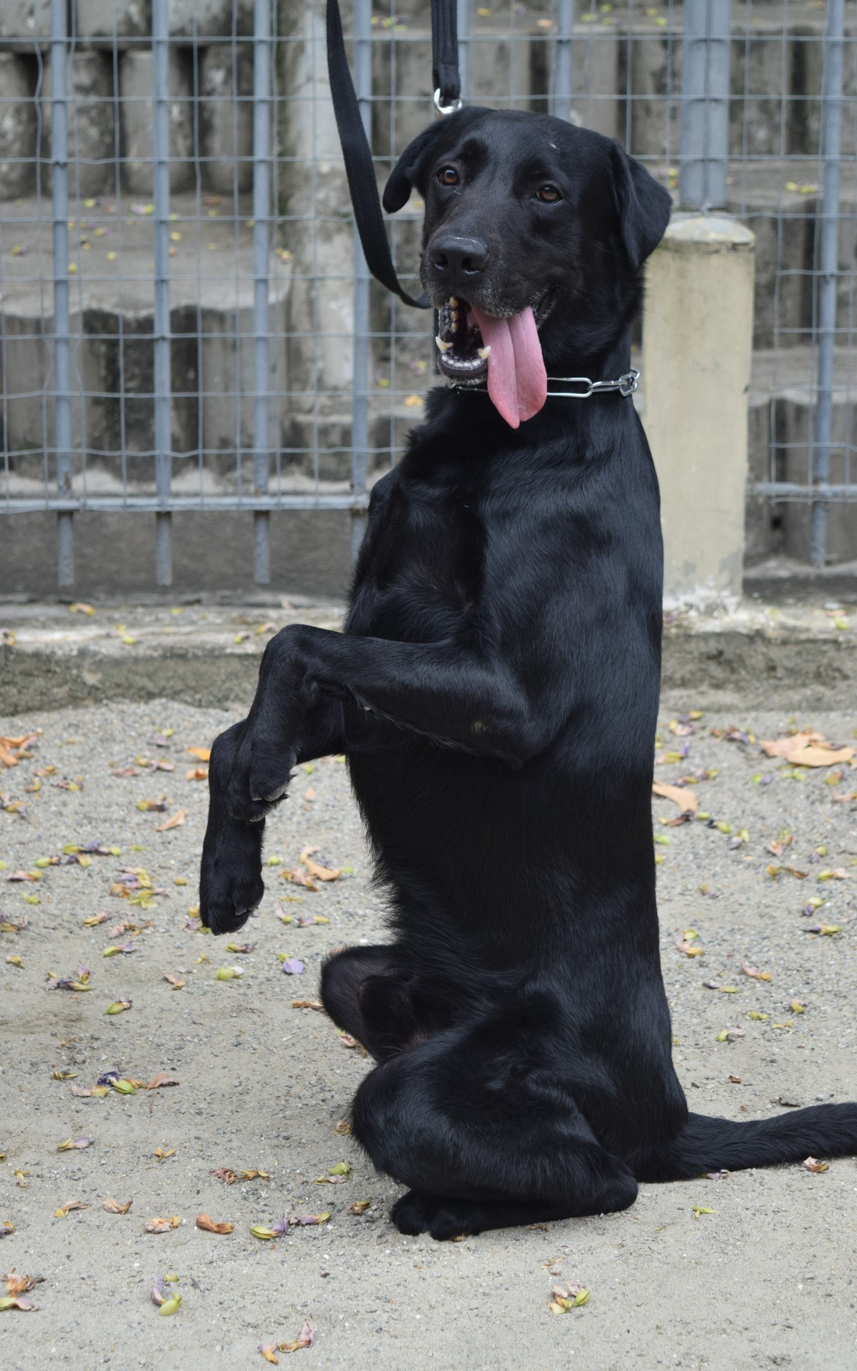 Bob, um labrador retriever preto