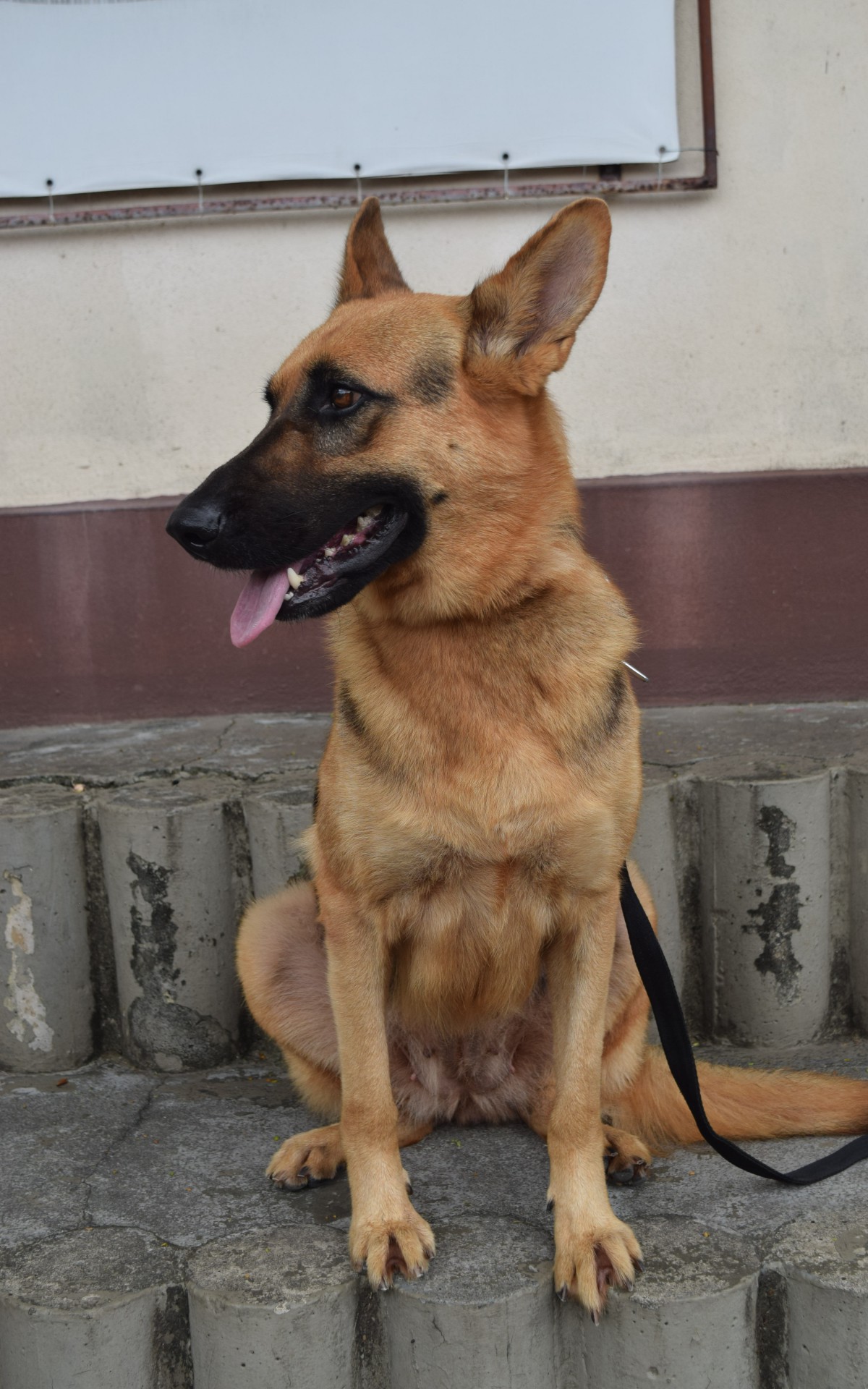 Lady tem quatro anos de vida