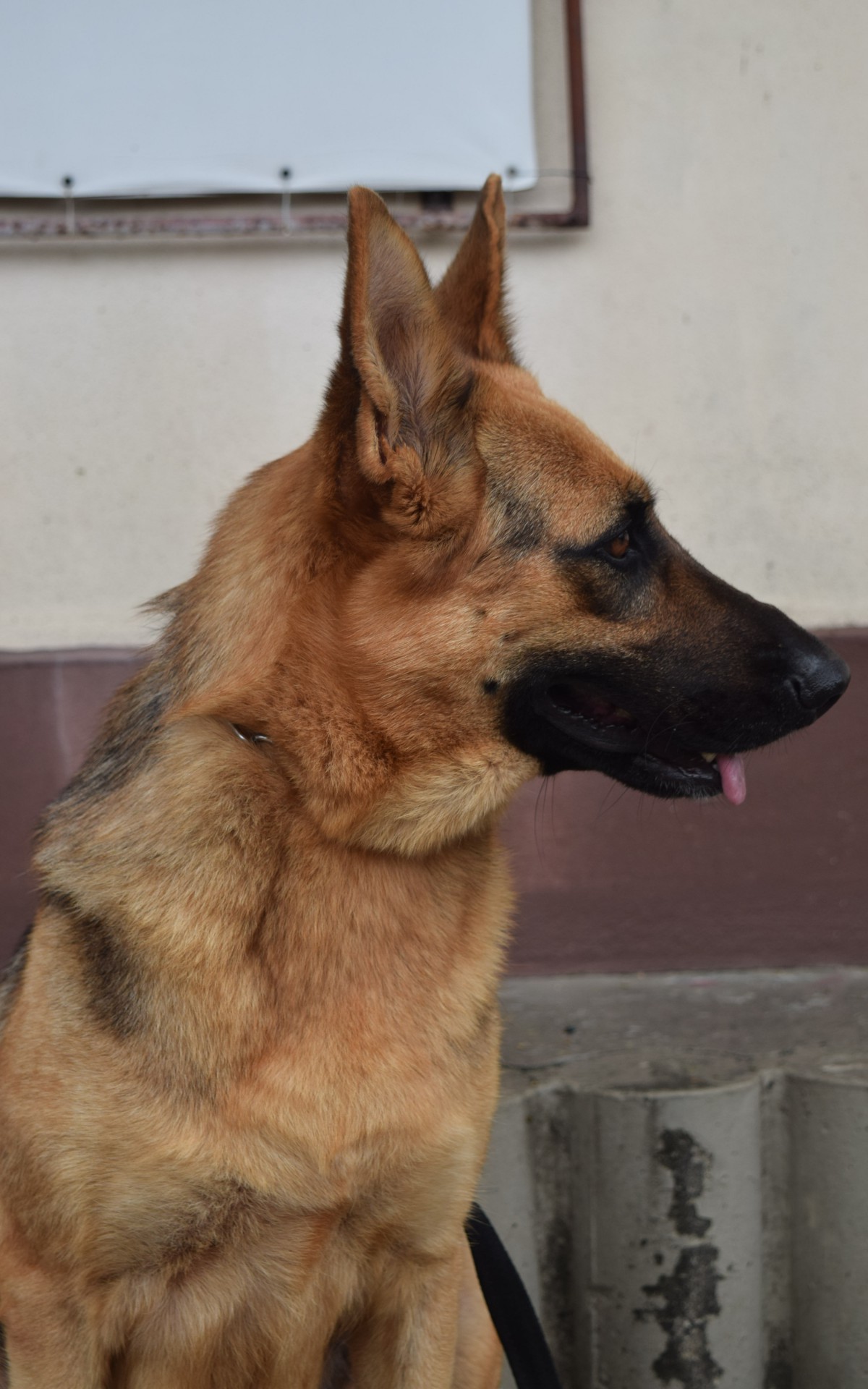 Lady &eacute; descrita como tranquila e carinhosa