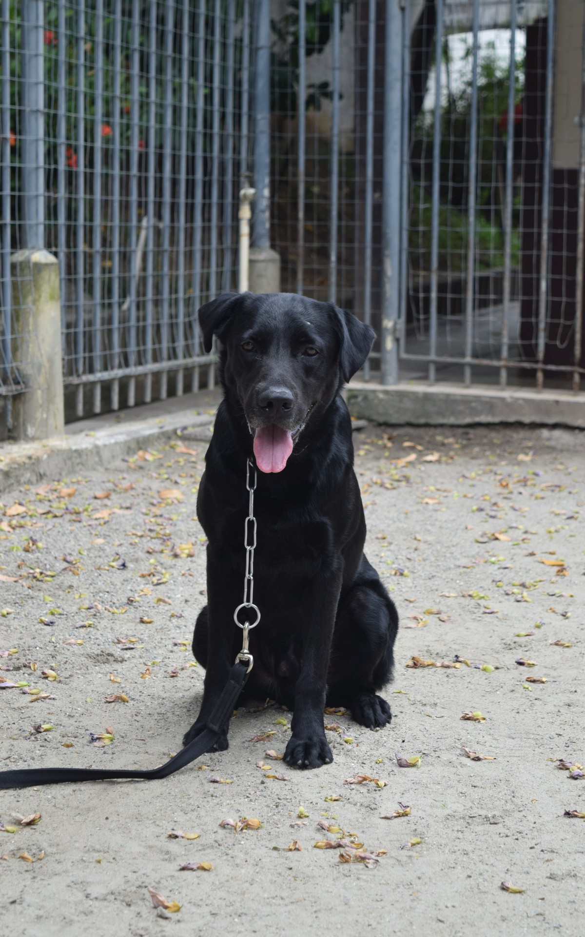 Bob tem 5 anos e &Atilde;&copy; soci&Atilde;&iexcl;vel