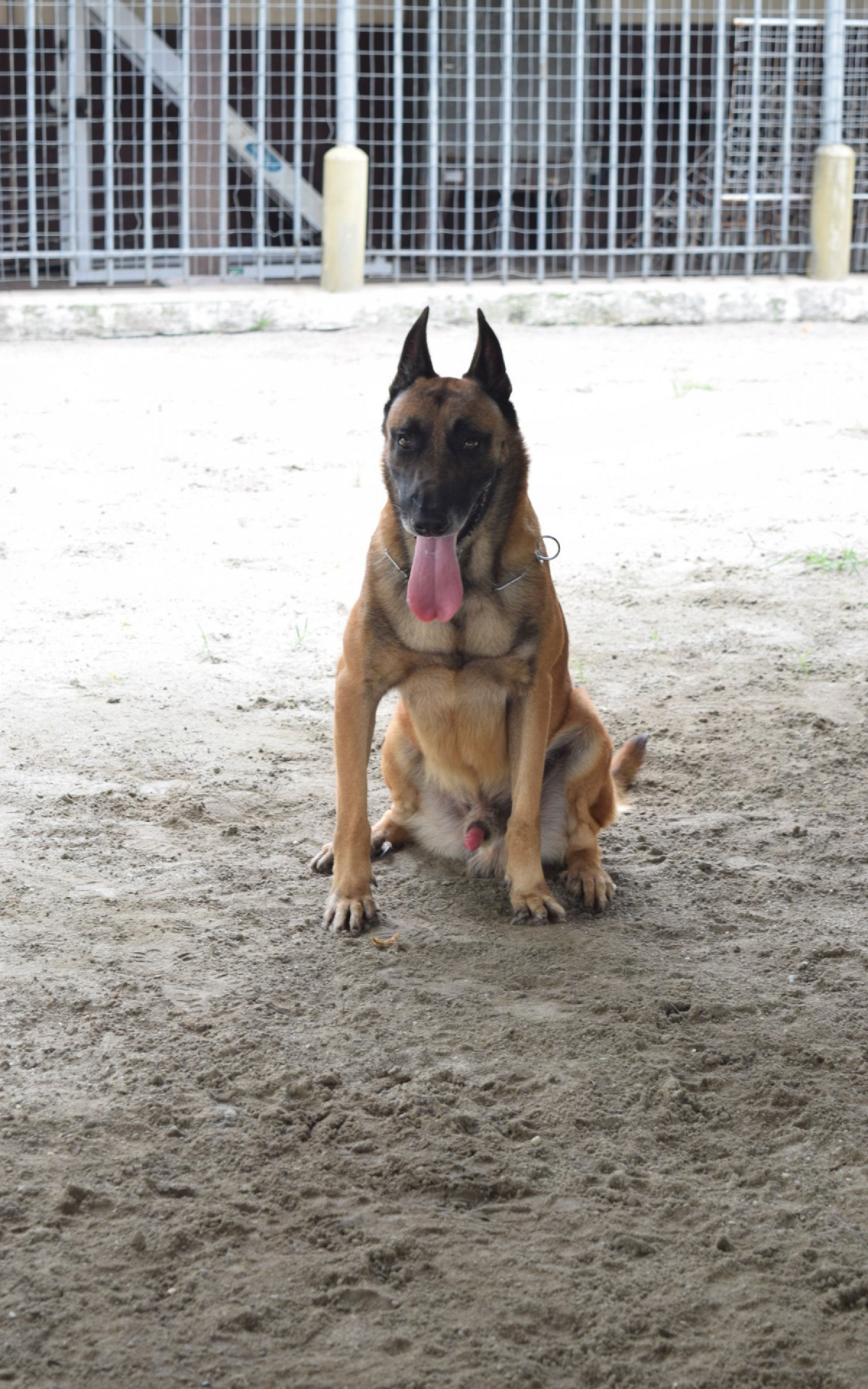 Morfeu &Atilde;&copy; um pastor-belga-malinois