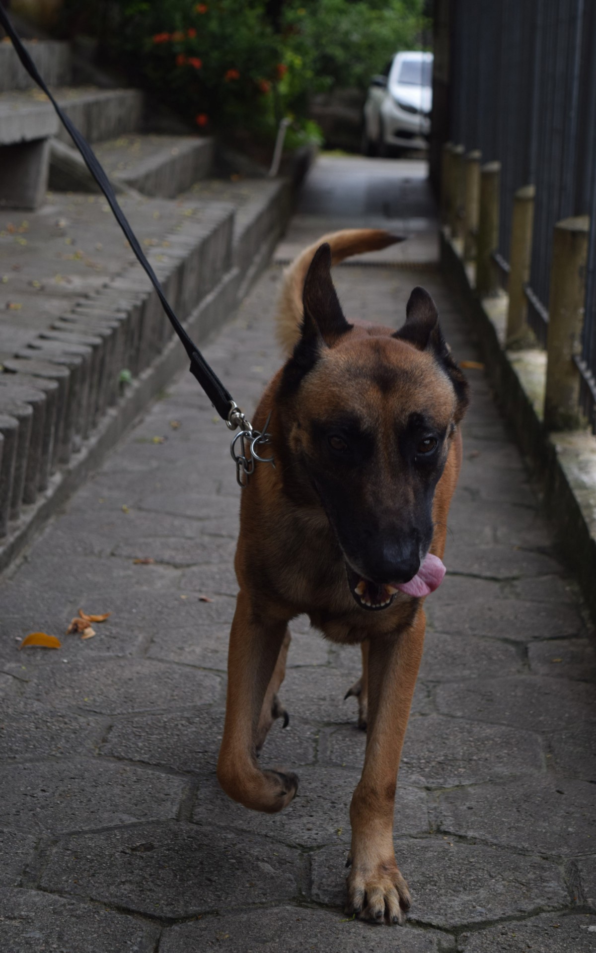 Morfeu tem quatro anos de vida