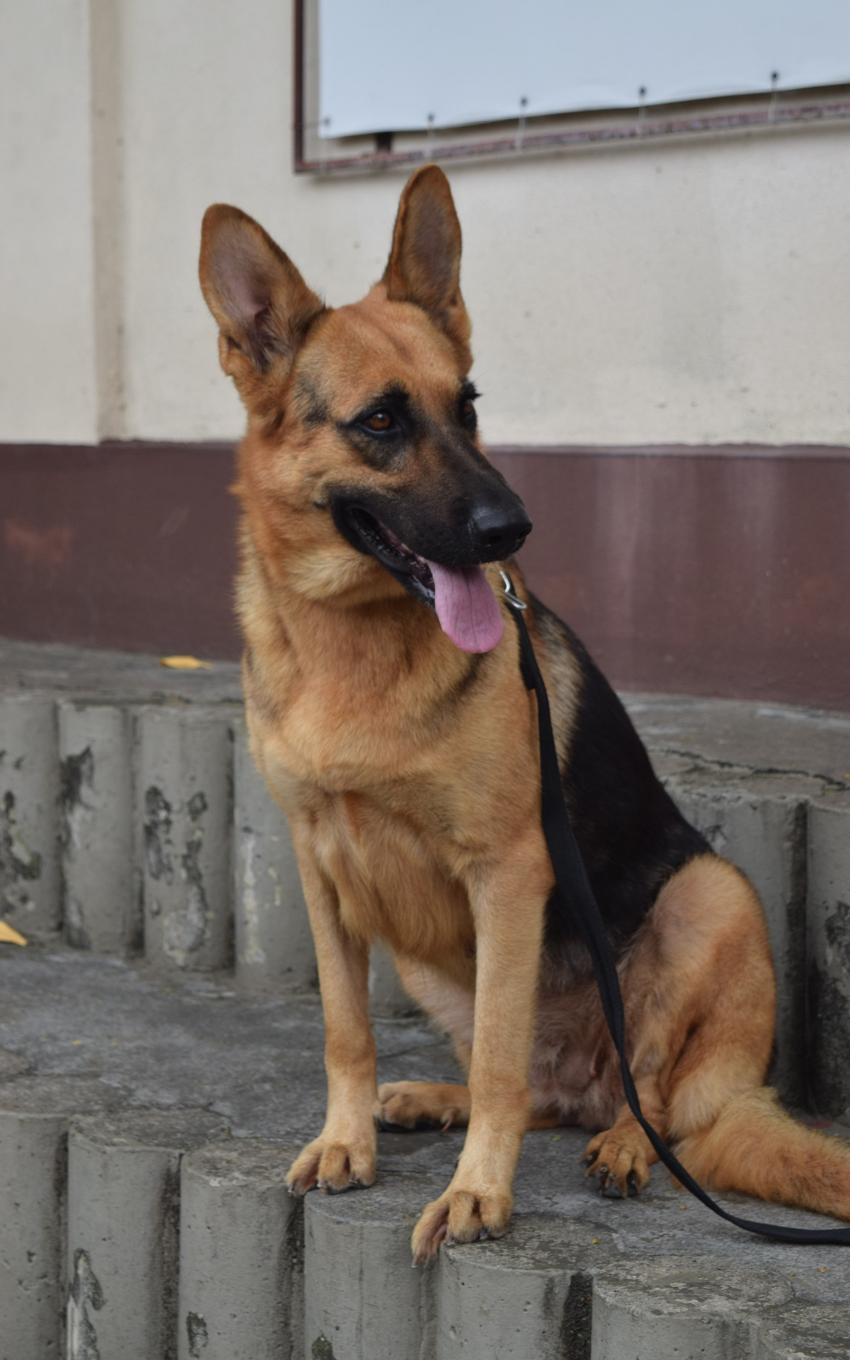 Lady &eacute; uma f&ecirc;mea da ra&ccedil;a pastor alem&atilde;o