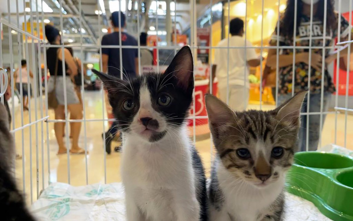 interessado em adotar deverá apresentar identidade, CPF e comprovante de residência