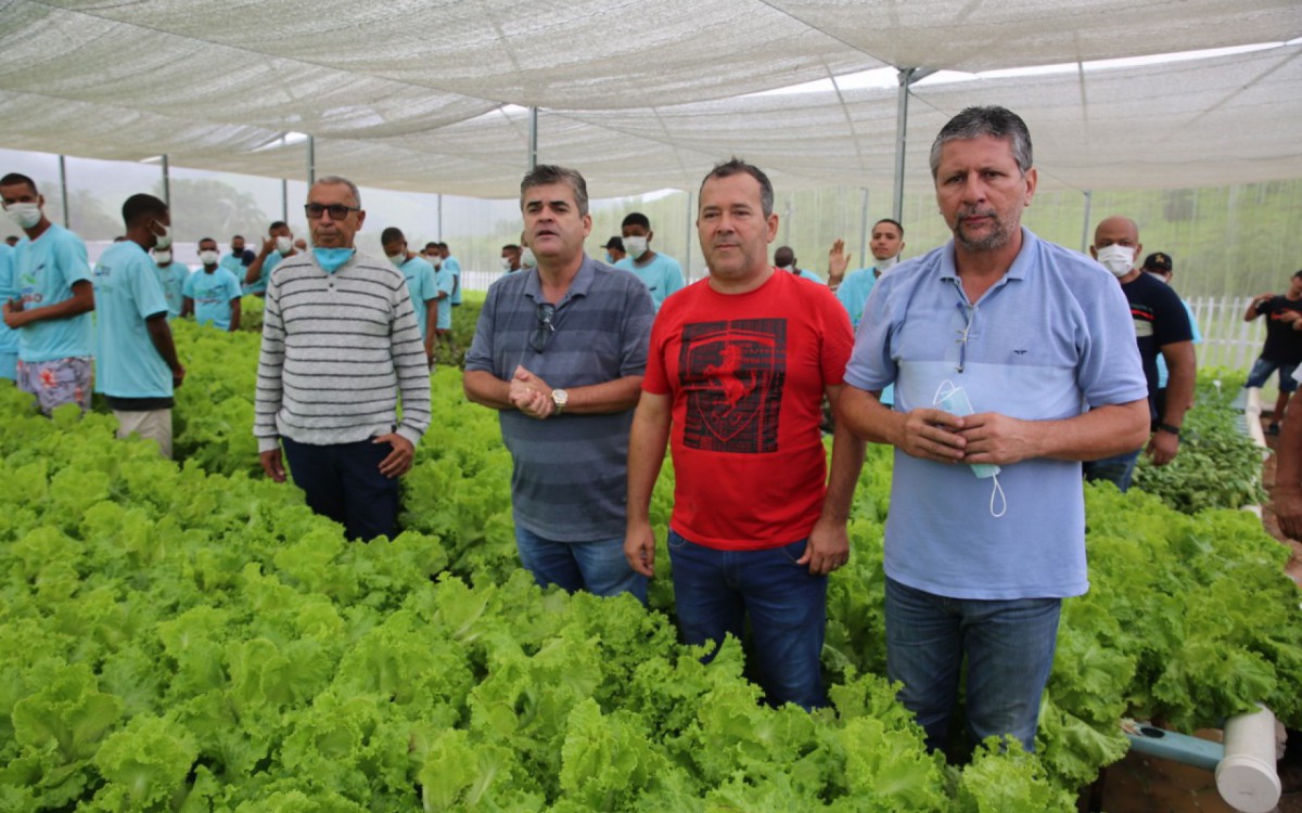 Internos da Fazenda Paraíso realizam colheita em horta hidropônica - Divulgação