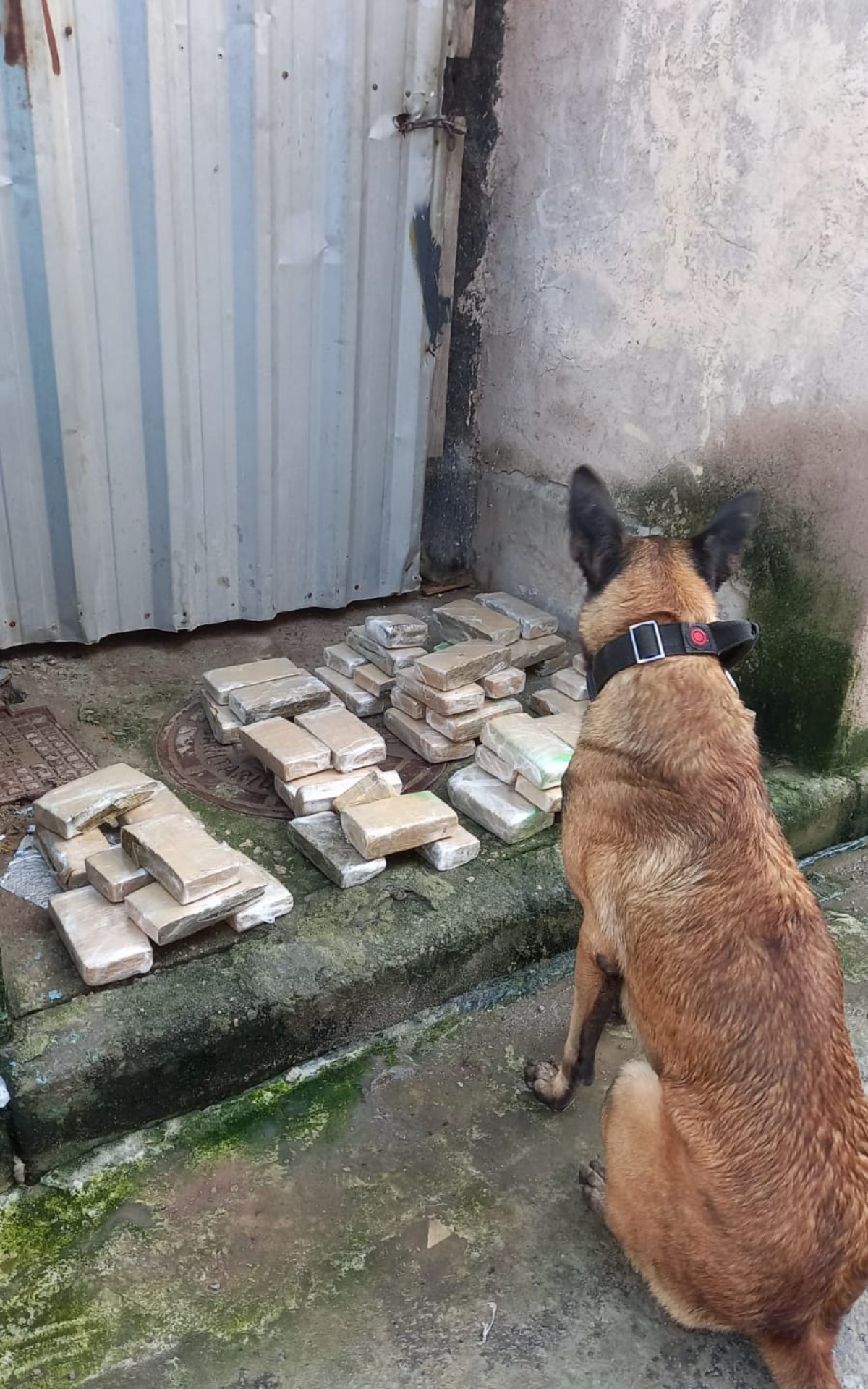 Apreensão de drogas no Mandela. Material ainda será contabilizado - Divulgação / Polícia Militar