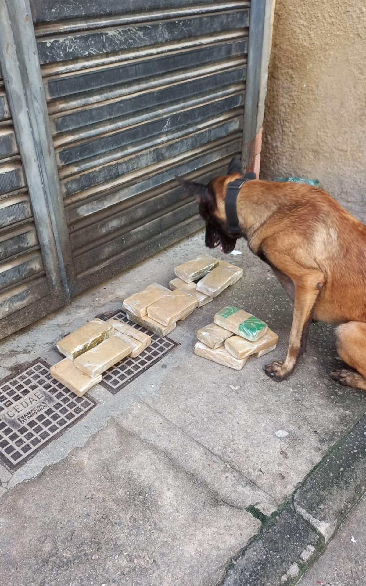 Apreensão de drogas no Mandela. Material ainda será contabilizado - Divulgação / Polícia Militar