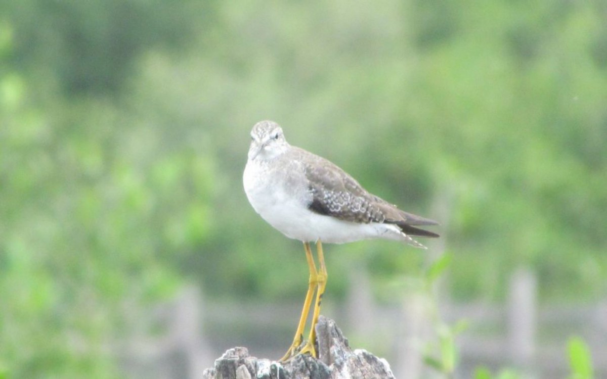 Ma&ccedil;arico, ave de manguezais