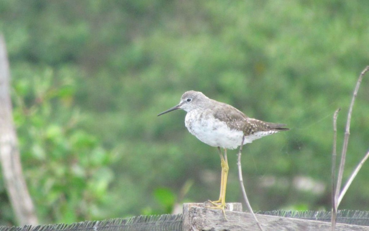 Ma&ccedil;arico, ave de manguezais