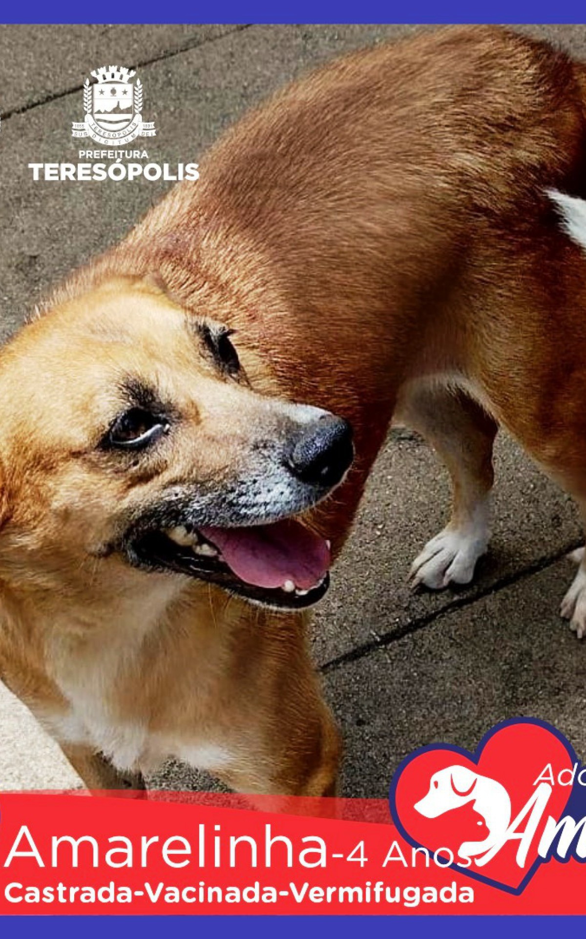 Peludinhos para ado&ccedil;&atilde;o j&aacute; est&atilde;o castrados ou agendados para castra&ccedil;&atilde;o, no caso de filhotes