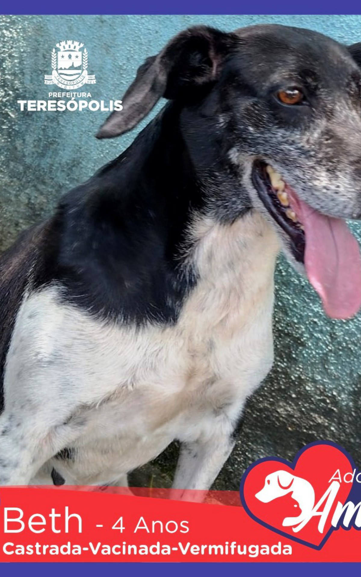 Peludinhos para ado&ccedil;&atilde;o j&aacute; est&atilde;o castrados ou agendados para castra&ccedil;&atilde;o, no caso de filhotes