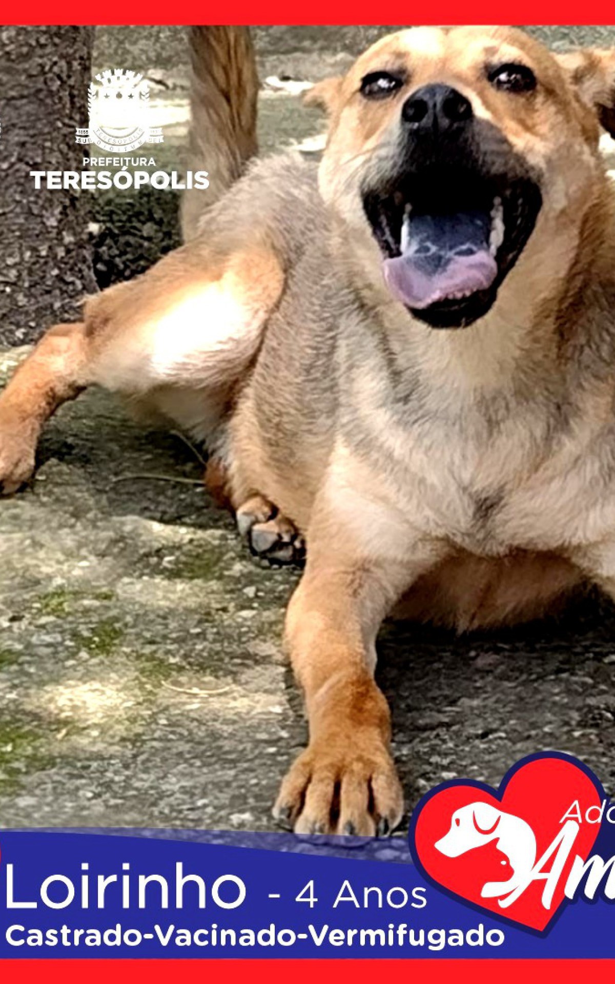 Peludinhos para ado&ccedil;&atilde;o j&aacute; est&atilde;o castrados ou agendados para castra&ccedil;&atilde;o, no caso de filhotes