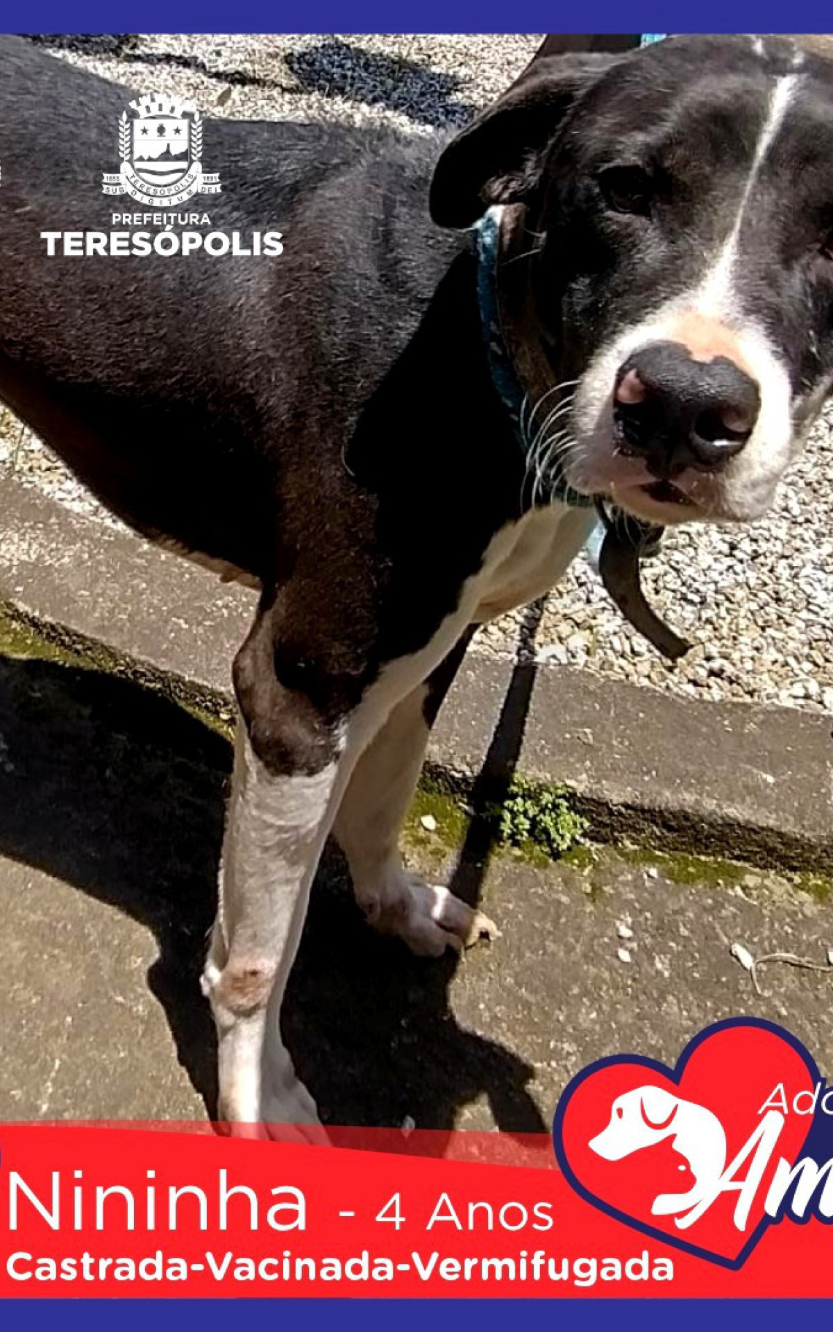 Peludinhos para ado&ccedil;&atilde;o j&aacute; est&atilde;o castrados ou agendados para castra&ccedil;&atilde;o, no caso de filhotes