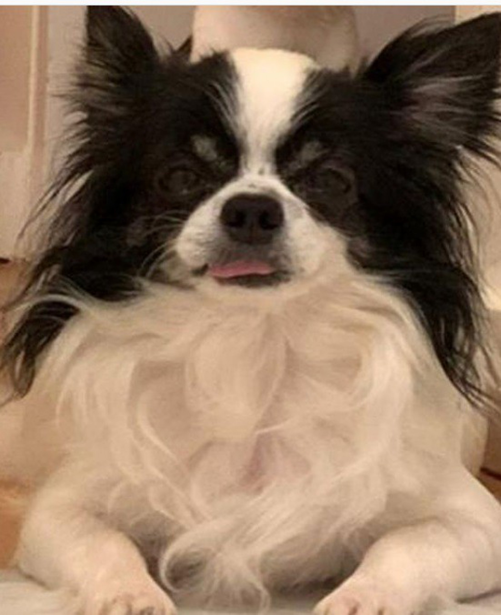 Camila Pitanga pede ajuda para encontrar sua cachorrinha - reprodução do instagram