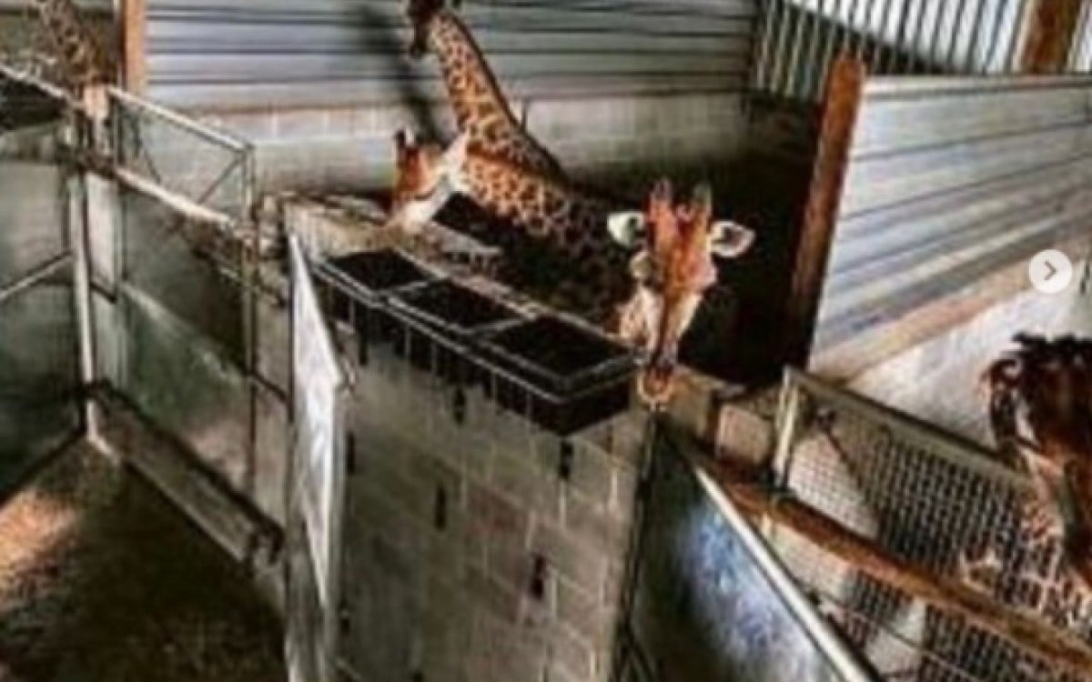 Ao todo, 18 girafas foram importadas da África do Sul pelo BioParque  - Reprodução/Ampara Animal 