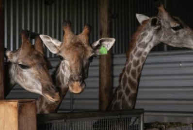 Girafas importadas da África permanecem em galpão de resort em Mangaratiba