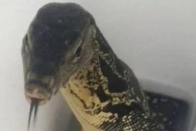 Turista leva susto ao encontrar lagarto em vaso sanitário de hotel