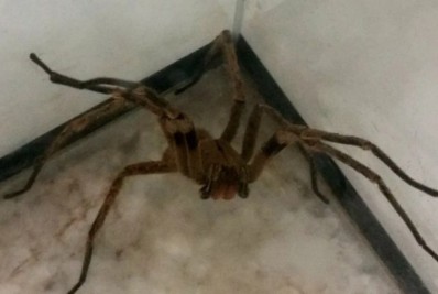 Infestação de aranhas assustam moradores de alguns pontos da cidade 