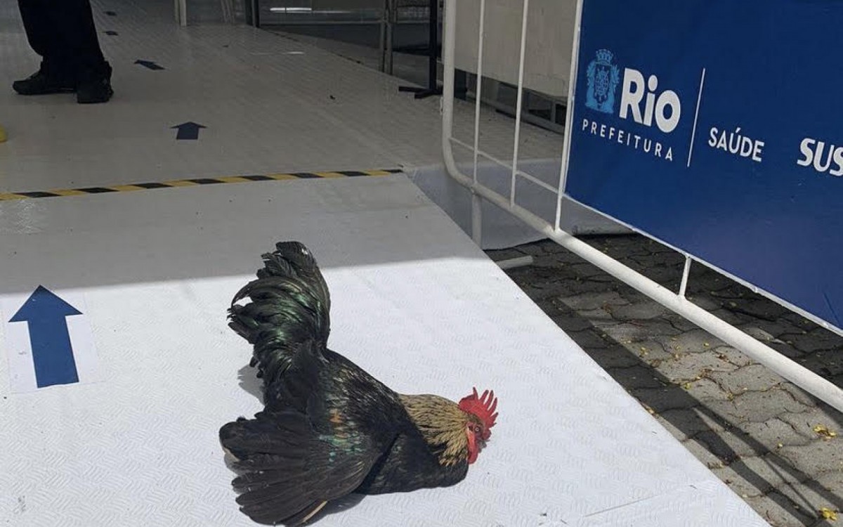 T&Aacute; A CARA DO RIO! Galo na porta de posto de testagem em Iraj&aacute;