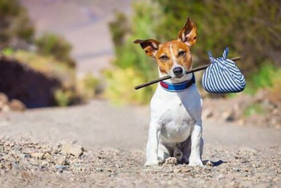 Reagindo ao abandono de animais