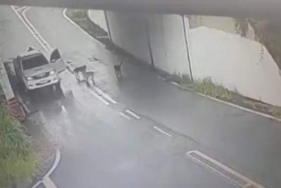 Polícia identifica homem que abandonou cachorros em Volta Redonda