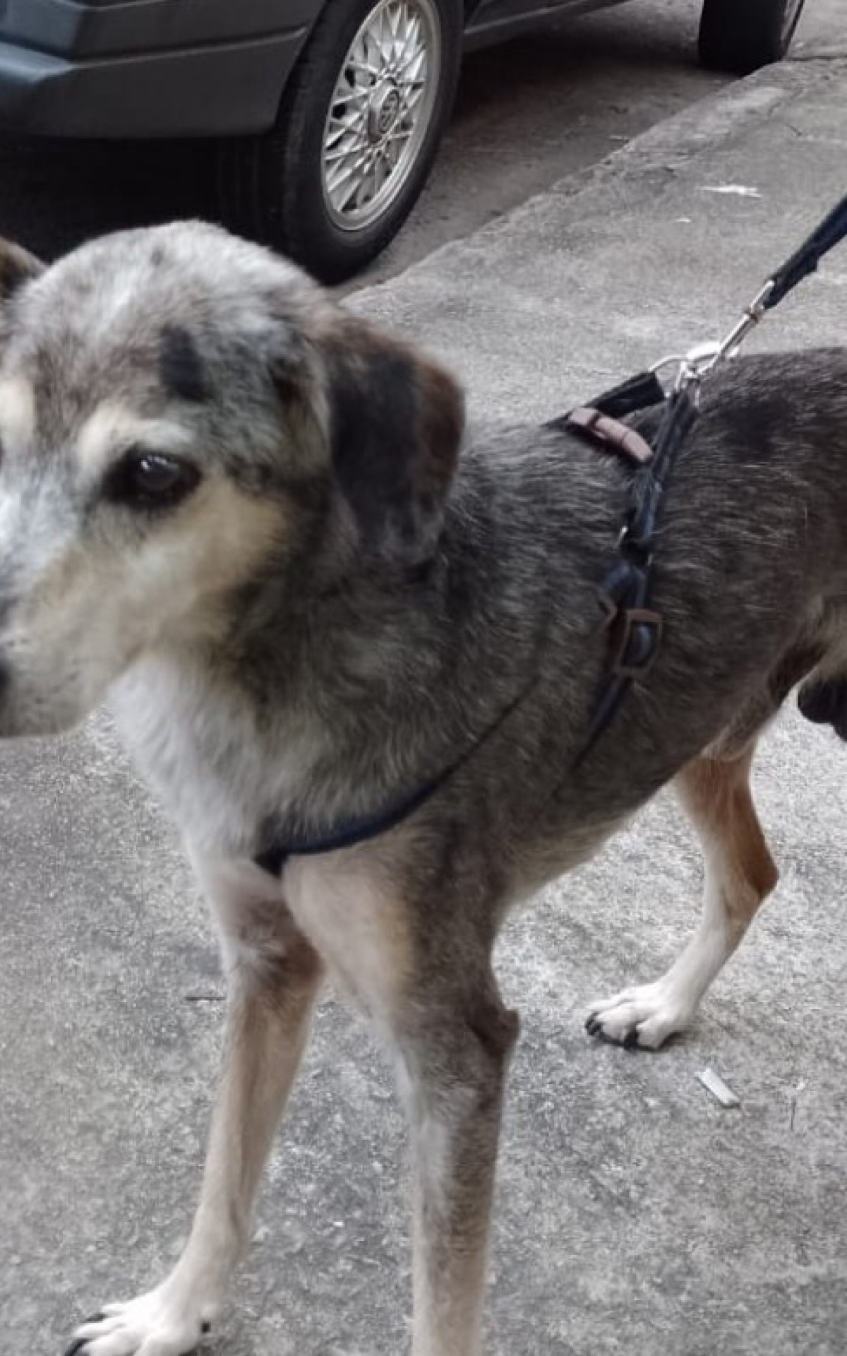 'Orelha' foi abandonado no fim do ano, mas logo encontrou novo lar