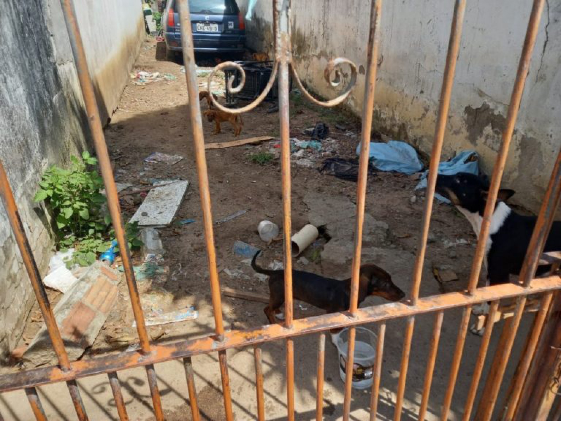 Morador denuncia abandono animal em São Pedro da Aldeia - Sabrina Sá (RC24h)