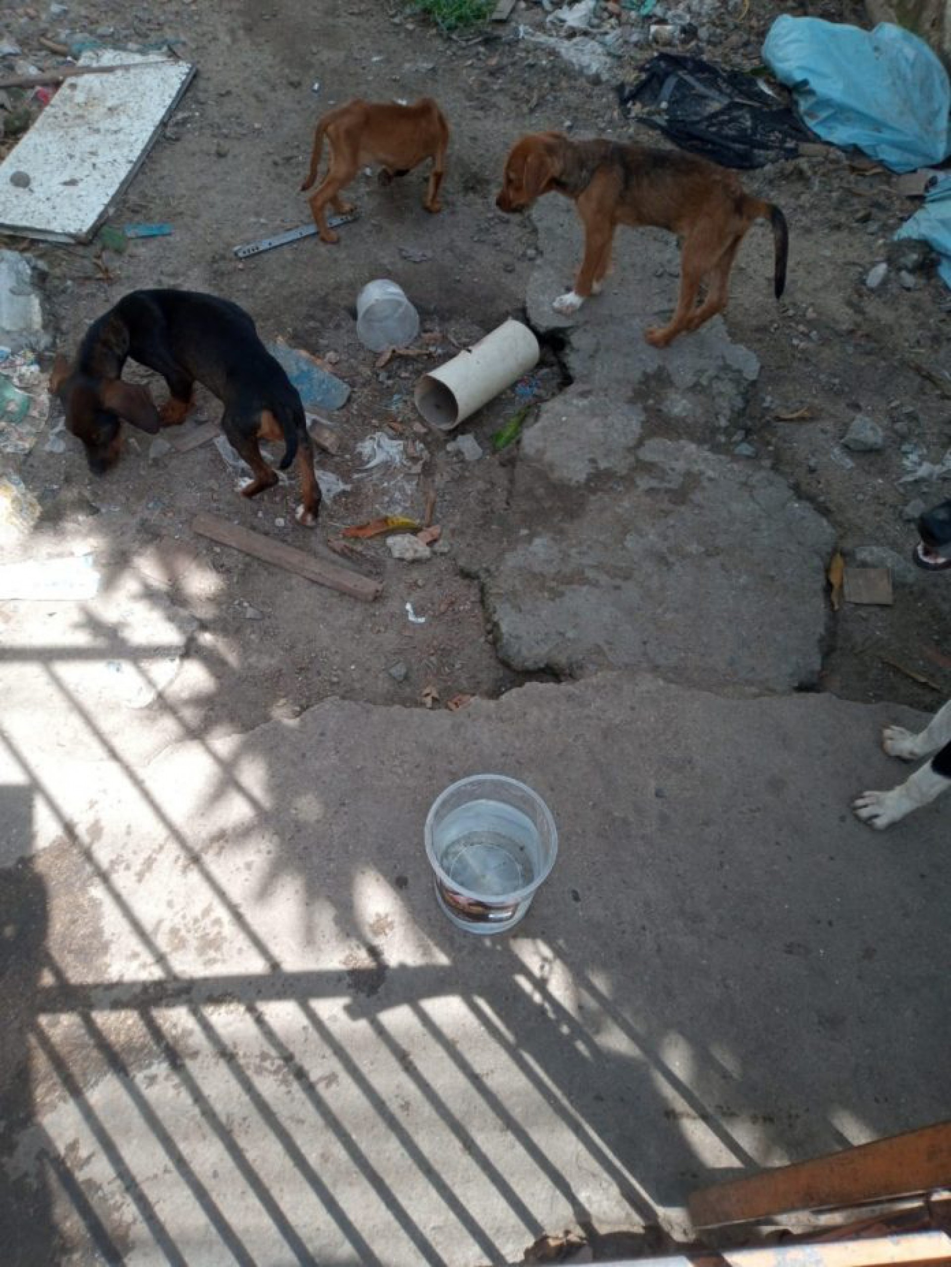 Morador denuncia abandono animal em São Pedro da Aldeia - Sabrina Sá (RC24h)